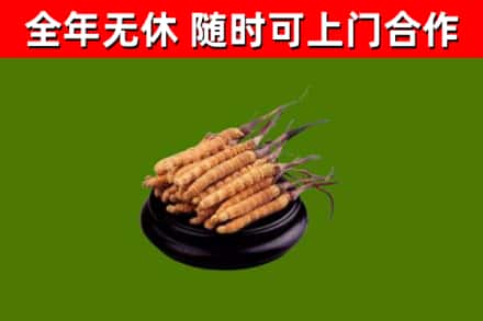 桃园烟酒回收冬虫夏草.jpg